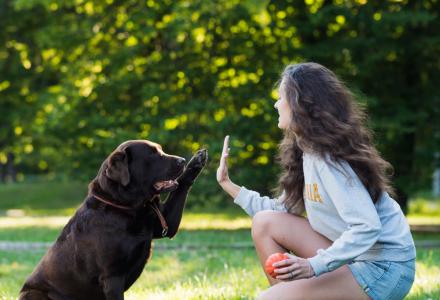 Evcil Hayvan İzinli Villalar |Yazlikciniz